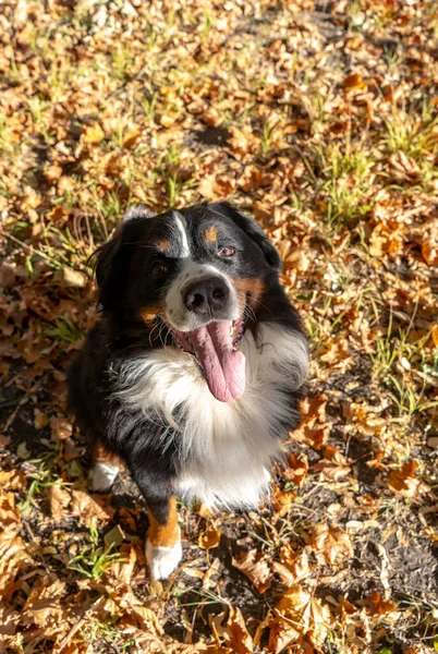 Бернская Горная Собака Большим Количеством Желтых Осенних Листьев Вокруг Собачья — стоковое фото
