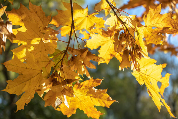 Осенняя сцена с листьями желтого клена и солнечным лучом вблизи