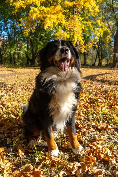 Cane Montagna Bernese Con Molte Foglie Gialle Autunnali Intorno Passeggiata — Foto Stock