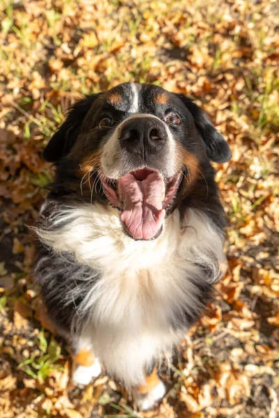 Bernese Fjällhund Med Mycket Gula Höstlöv Runt Omkring Hundpromenad Parken — Stockfoto