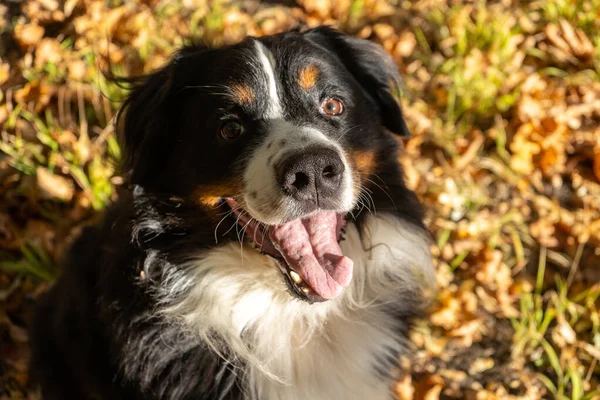 Bernese Fjällhund Med Mycket Gula Höstlöv Runt Omkring Hundpromenad Parken — Stockfoto
