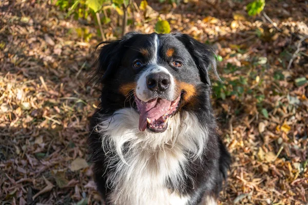 Cane Montagna Bernese Con Molte Foglie Gialle Autunnali Intorno Passeggiata — Foto Stock