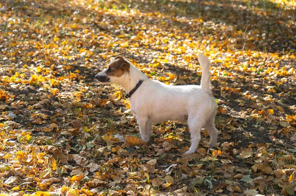 Jack Russell Terrier Jesiennym Polu Spacer Psów Parku Jesienią — Zdjęcie stockowe