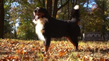 Etrafında bir sürü sarı sonbahar yaprakları olan Bernese dağ köpeği. Sonbaharda parkta köpek yürüyüşü