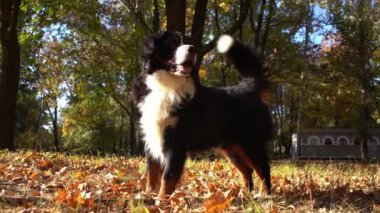 Etrafında bir sürü sarı sonbahar yaprakları olan Bernese dağ köpeği. Sonbaharda parkta köpek yürüyüşü