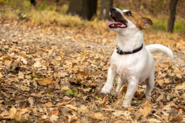Jack Russell Terrier köpeği. Etrafta bir sürü sarı ve kırmızı sonbahar yaprakları var. Sonbaharda parkta köpek yürüyüşü