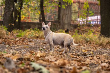 Chihuahua bej renginde, sarı ve kırmızı sonbahar yapraklı, düz saçlı bir köpek. Sonbaharda parkta köpek yürüyüşü