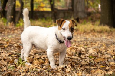 Jack Russell Terrier köpeği. Etrafta bir sürü sarı ve kırmızı sonbahar yaprakları var. Sonbaharda parkta köpek yürüyüşü