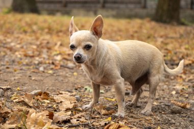 Chihuahua bej renginde, sarı ve kırmızı sonbahar yapraklı, düz saçlı bir köpek. Sonbaharda parkta köpek yürüyüşü