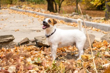 Jack Russell Terrier köpeği. Etrafta bir sürü sarı ve kırmızı sonbahar yaprakları var. Sonbaharda parkta köpek yürüyüşü