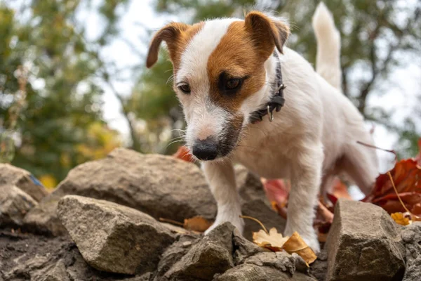 Jack Russell Terrier Perro Con Montón Hojas Otoño Amarillo Rojo — Foto de Stock