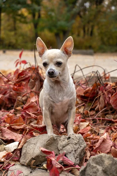 Chihuahua Cane Dai Capelli Lisci Beige Con Sacco Foglie Autunnali — Foto Stock