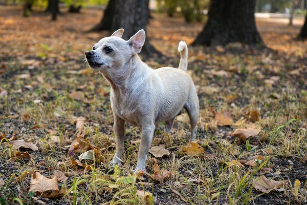 Chihuahua Beżowy Pies Gładkich Włosach Dużą Ilością Żółtych Czerwonych Jesiennych — Zdjęcie stockowe