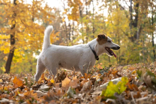Jack Russell Terrier Perro Con Montón Hojas Otoño Amarillo Rojo — Foto de Stock