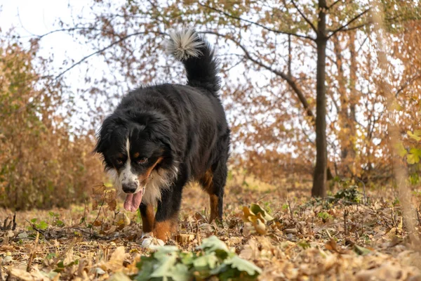 Bernese Fjällhund Med Mycket Gula Höstlöv Runt Omkring Hundpromenad Parken — Stockfoto