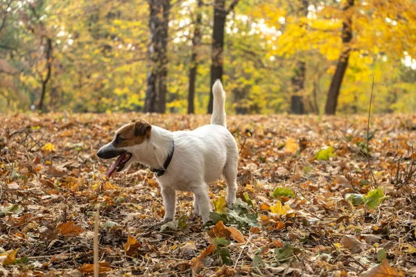 Jack Russell Terrier Cane Con Sacco Foglie Autunnali Gialle Rosse — Foto Stock