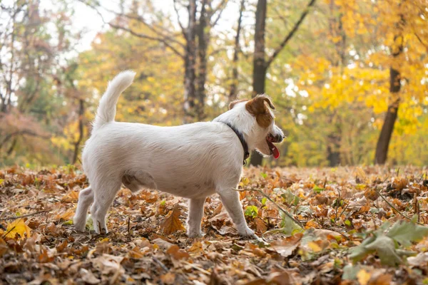 Jack Russell Pies Terier Dużą Ilością Żółtych Czerwonych Jesiennych Liści — Zdjęcie stockowe