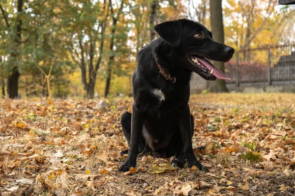 Gran Perro Raza Mixta Negro Con Montón Hojas Amarillas Otoño — Foto de Stock