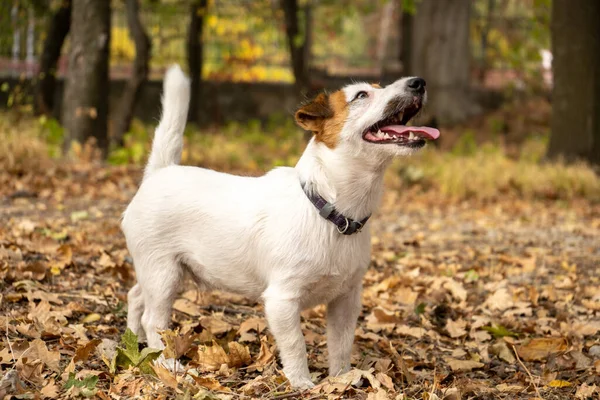 Jack Russell Terrier köpeği. Etrafta bir sürü sarı ve kırmızı sonbahar yaprakları var. Sonbaharda parkta köpek yürüyüşü