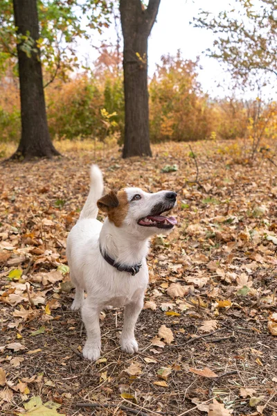 Jack Russell Cão Terrier Com Monte Folhas Outono Amarelas Vermelhas — Fotografia de Stock