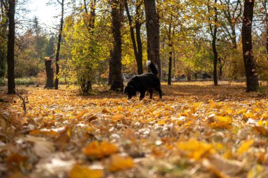 Bir sürü sarı, kırmızı, turuncu yapraklı sonbahar sahnesi. Sonbaharda meşe ve akçaağaç yaprakları