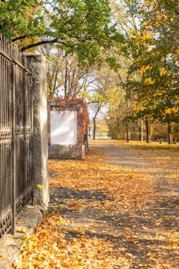 Bir sürü sarı, kırmızı, turuncu yapraklı sonbahar sahnesi. Sonbaharda parkta bir sokak.
