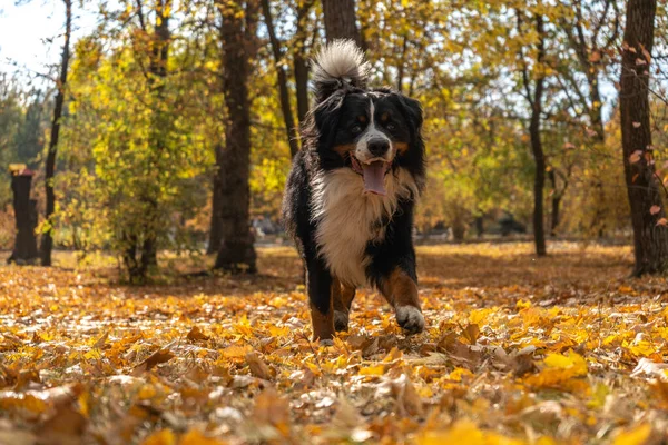 黄色い秋の紅葉が多いベルナーゼ山の犬 秋に公園を犬が歩く — ストック写真