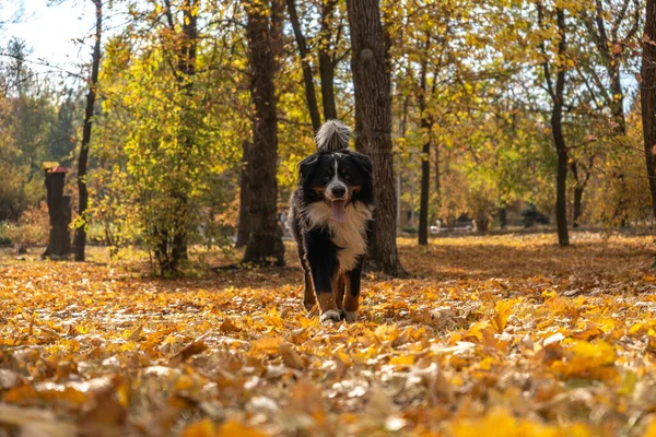 Бернская Горная Собака Большим Количеством Желтых Осенних Листьев Вокруг Собачья — стоковое фото