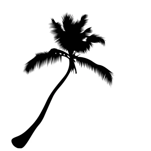 Palmera aislada sobre fondo blanco — Vector de stock