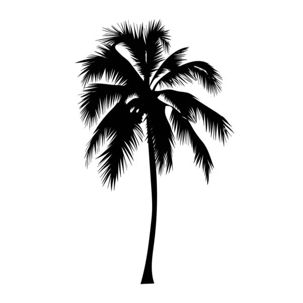 Palm träd isolat på vit bakgrund — Stock vektor