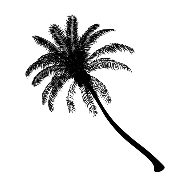 Palm tree isolate on white background — Stock Vector