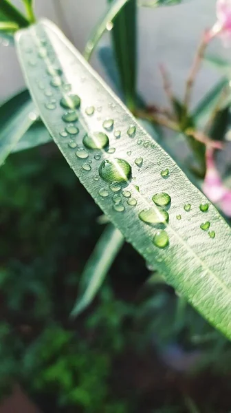 Krople Wody Deszczowej Liściu — Zdjęcie stockowe