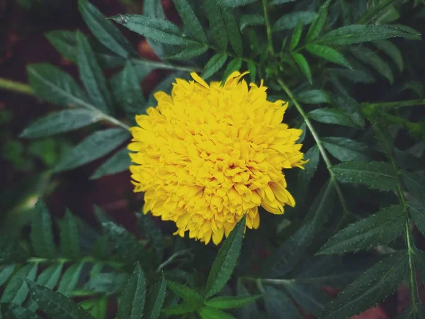 Horní Pohled Indické Marigold Květ Žijící Sám Mezi Listy — Stock fotografie