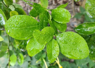 Limon yaprağı ve yağmur damlası. Yeşil limon yaprağı ve su damlası..