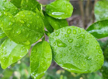 Limon yaprağı ve yağmur damlası. Yeşil limon yaprağı ve su damlası..