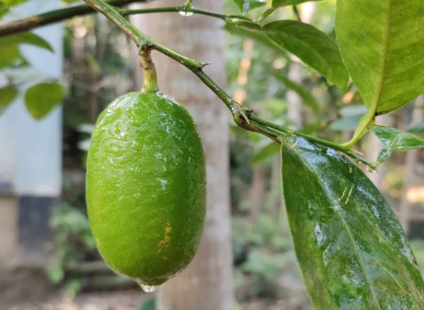 Frische Zitrone Mit Baum Ein Foto Von Einer Zitrone Fiel — Stockfoto