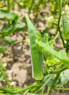 Ağaçtaki bamya, taze bamya bitkisi - gün ışığı vuruşu.