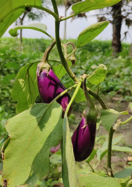 Aubergine Dans Une Serre Aubergine Sur Arbre — Photo