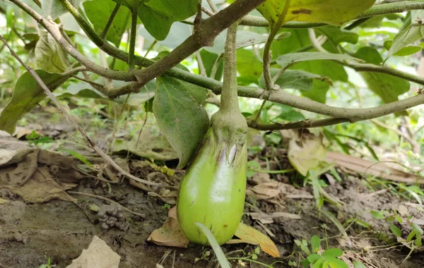 Auberginen Gewächshaus Auberginen Auf Einem Baum — Stockfoto