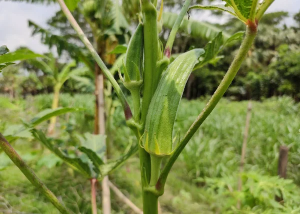 Okra Tree Fresh Okra Plant Daylight Shot — Stock Photo, Image