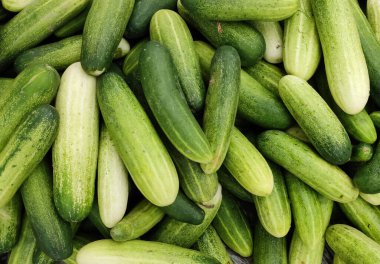 Taze yeşil salatalık güpegündüz.  