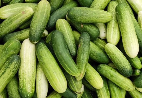 Verse Groene Komkommer Daglicht Schot — Stockfoto