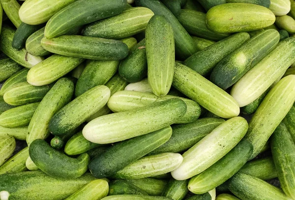 Verse Groene Komkommer Daglicht Schot — Stockfoto