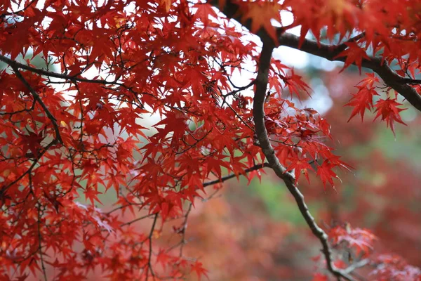 Maravilloso Otoño Japonés Con Arces Miyajima — Foto de Stock