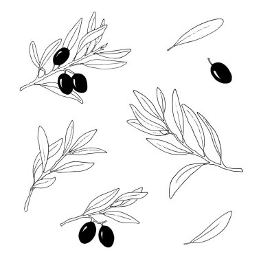 Zeytin dalları kümesi el çizimi vektör çizimi.