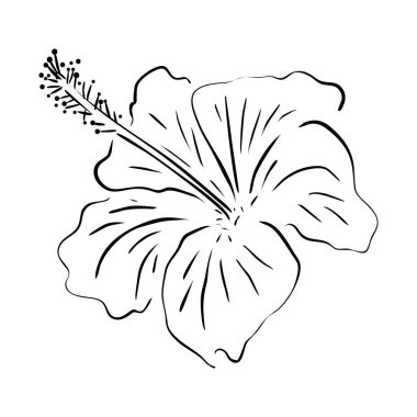 Hibiscus çiçeği. Beyaz bir arkaplanda izole edilmiş, çizilmiş el çizimi vektör çizimi.