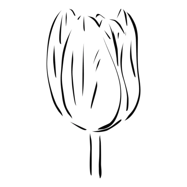 Fleur Tulipes Illustration Vectorielle Dessinée Main Dans Style Line Art — Image vectorielle