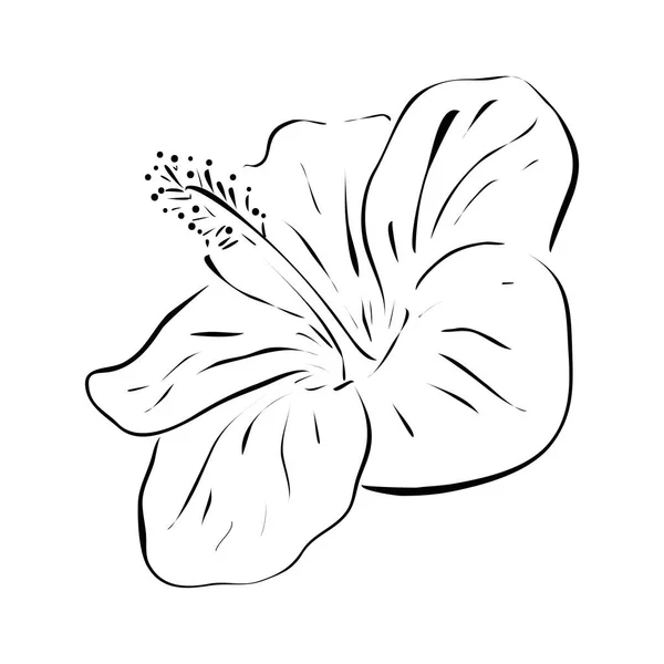 Hibiskusblüte Handgezeichnete Vektor Illustration Linienstil Isoliert Auf Weißem Hintergrund — Stockvektor