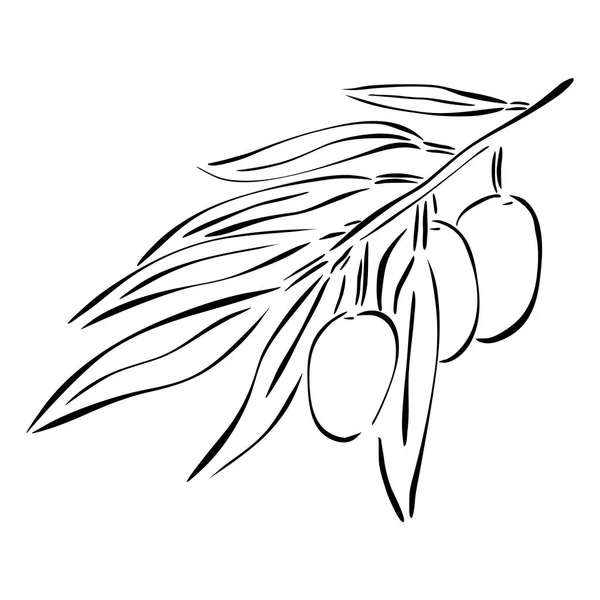 Zweig Eines Olivenbaums Handgezeichnete Vektor Illustration Linienstil Isoliert Auf Weißem — Stockvektor