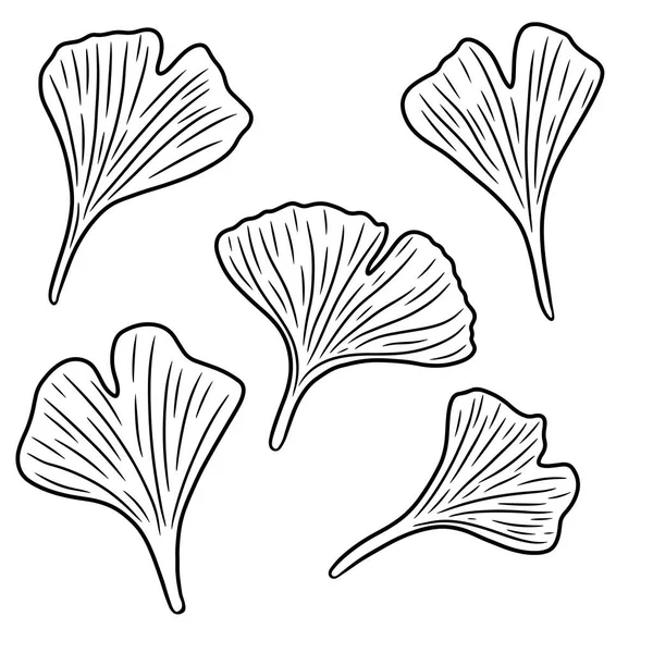 Ensemble Feuilles Ginkgo Illustration Vectorielle Dessinée Main Style Doodle Isolée — Image vectorielle